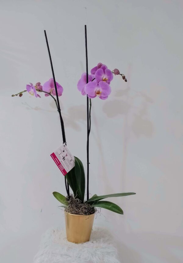 Orquídea doble - floristería en Cali La Calidad