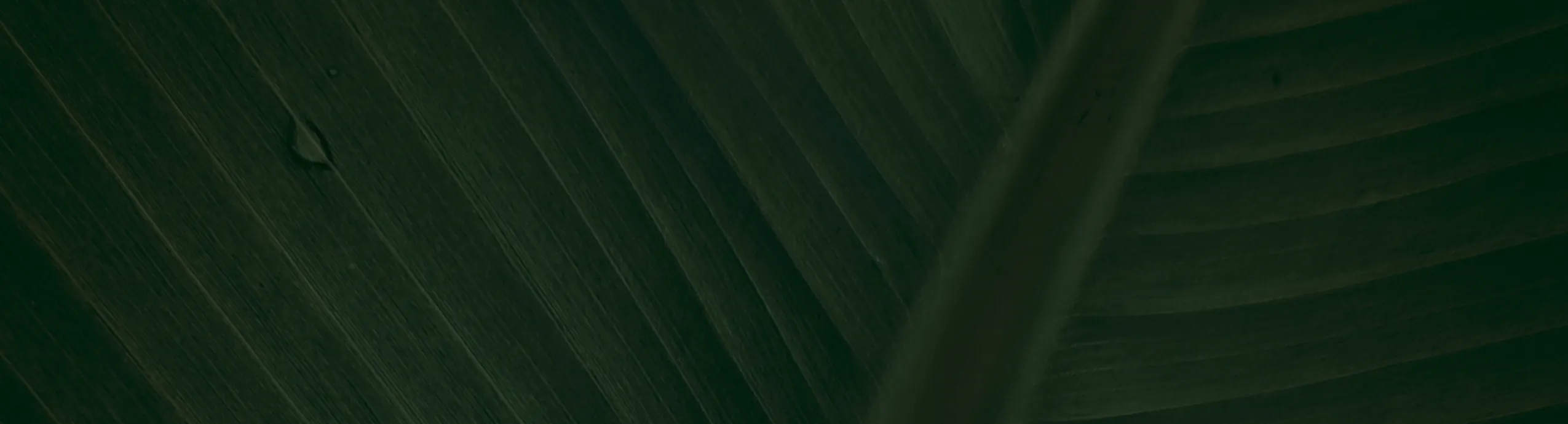 Bouquet 200 Rosas - Buchón de Rosas